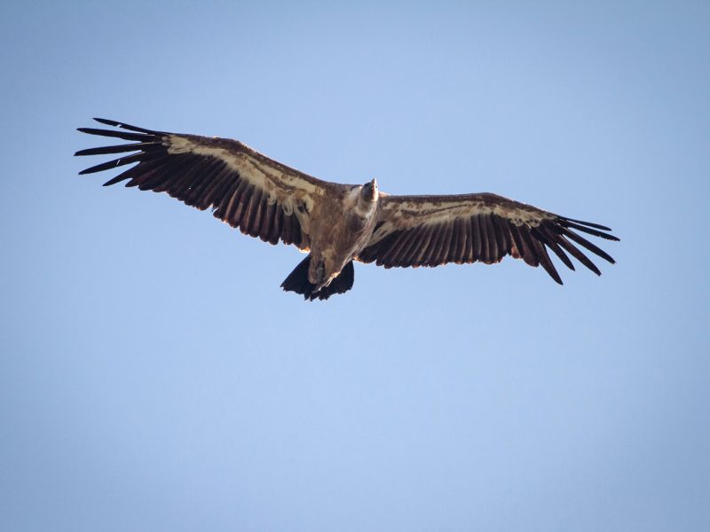 rando-verdon-nature-vautours-6